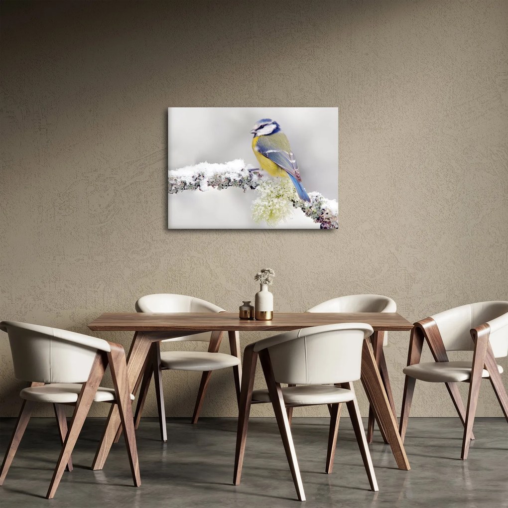 Obraz - Sikora modraszka w lesie (70x50 cm)
