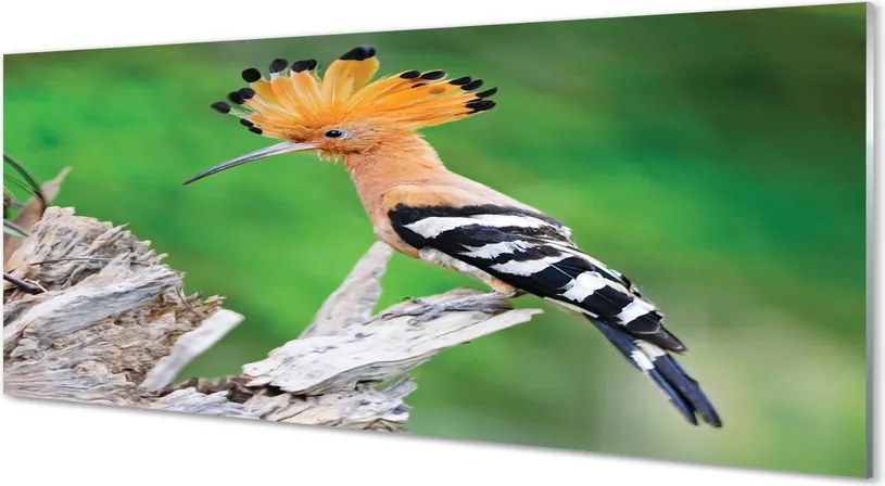 Panel szklany do Kuchni Papuga w Sercu Dżungli