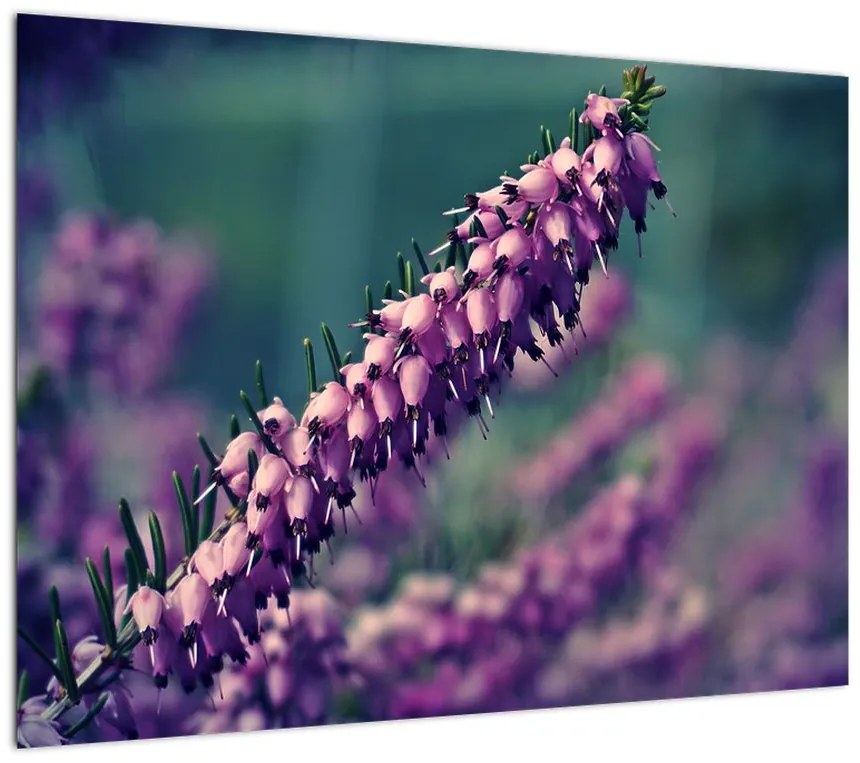 Obraz na szkle - fioletowy kwiat (70x50 cm)
