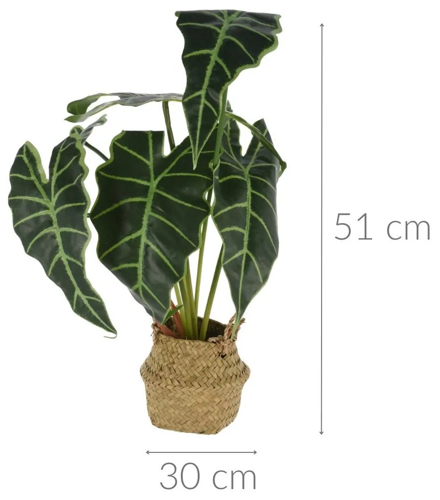 Alokazja, kwiat sztuczny w koszyku