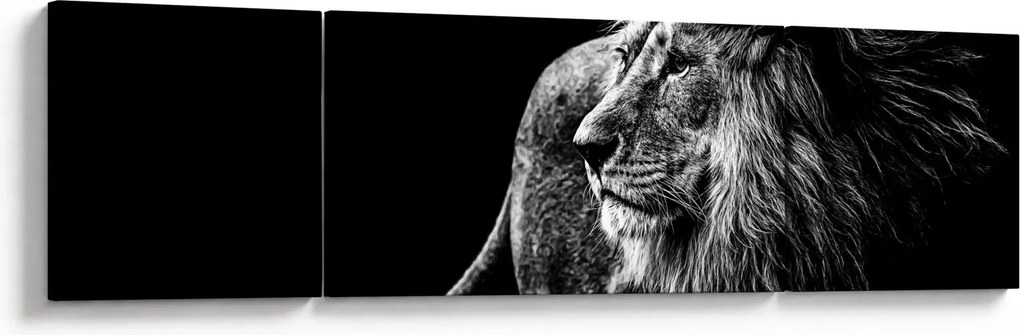 Obraz - Lew, czarno-biały (170x50 cm)