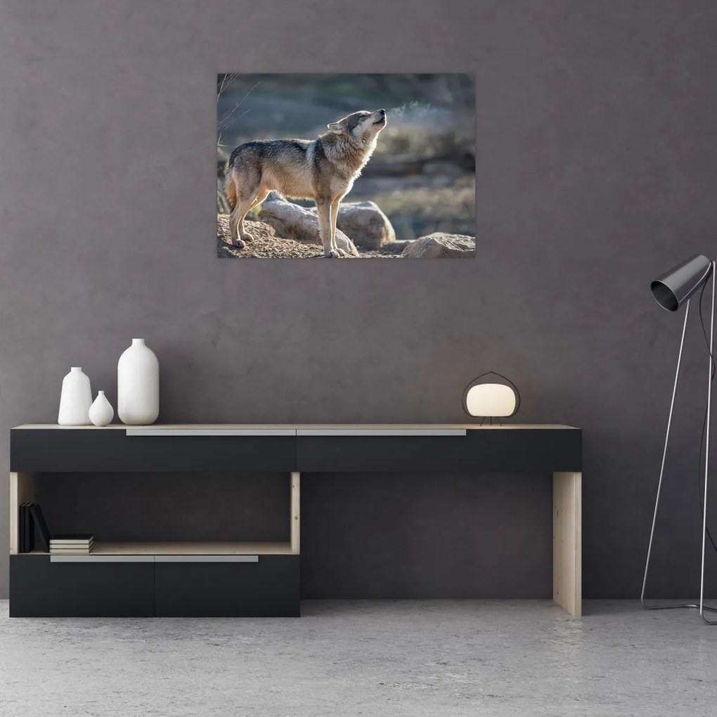 Obraz na szkle - Wyjący Wilk (70x50 cm)