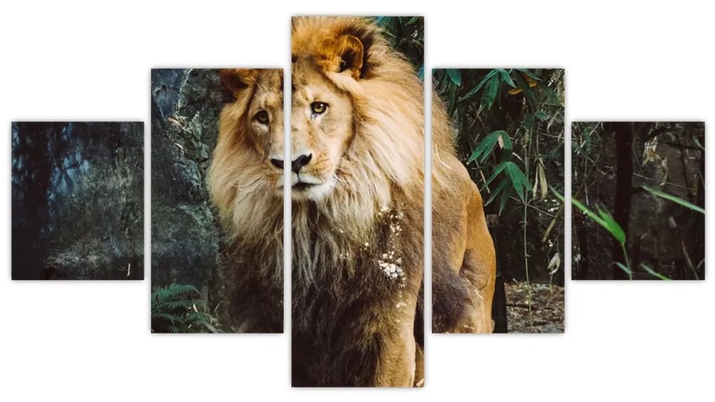 Obraz lwa w naturze (125x70 cm)
