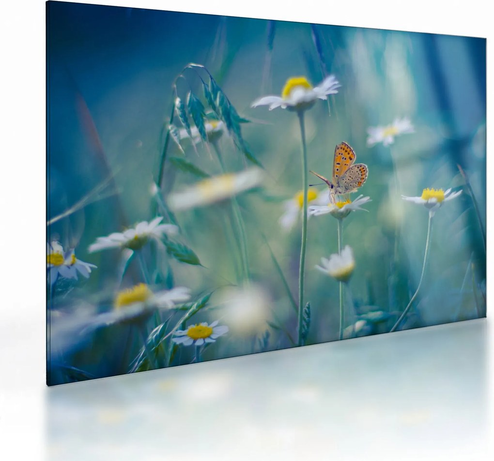 Obraz na szkle - Motyl na stokrotce (70x50 cm)