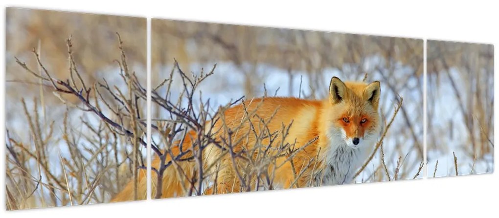 Obraz - Lis (170x50 cm)