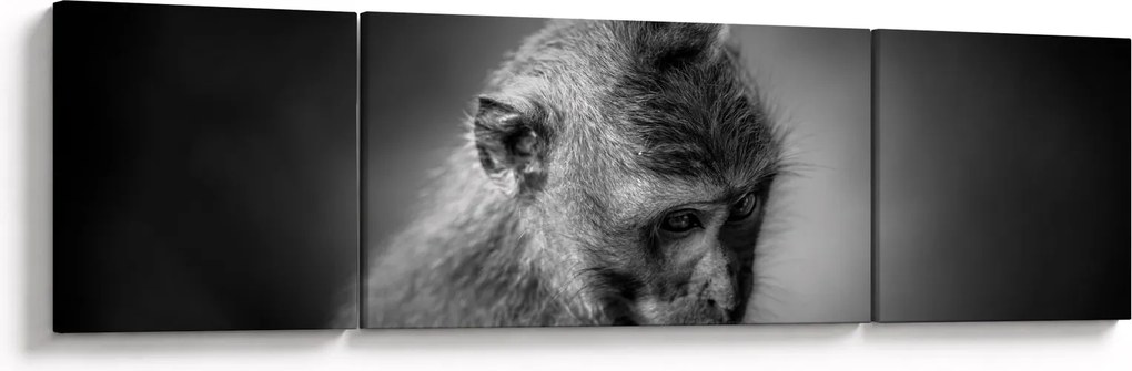 Obraz - Małpa (170x50 cm)