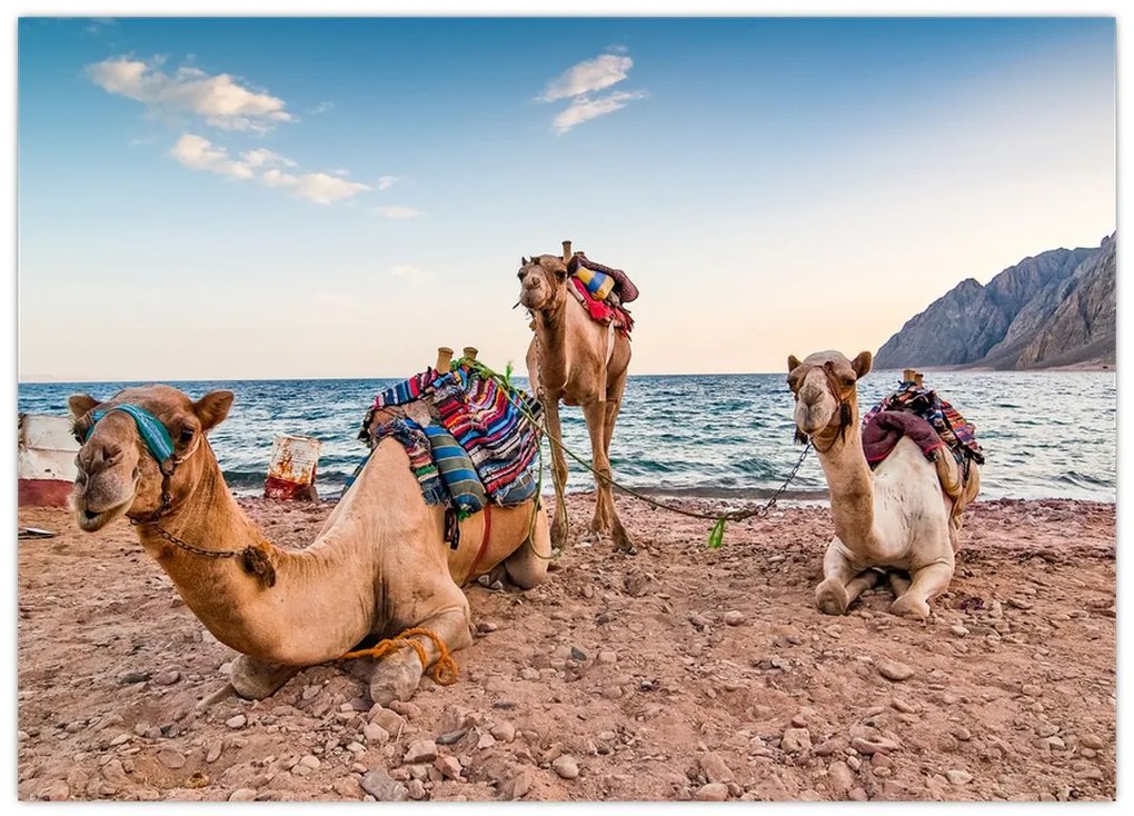 Obraz na szkle wielbłądów (70x50 cm)