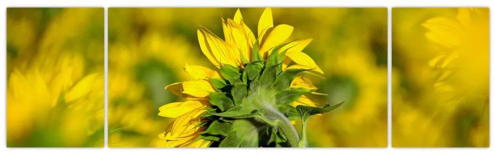 Obraz słonecznika (170x50 cm)