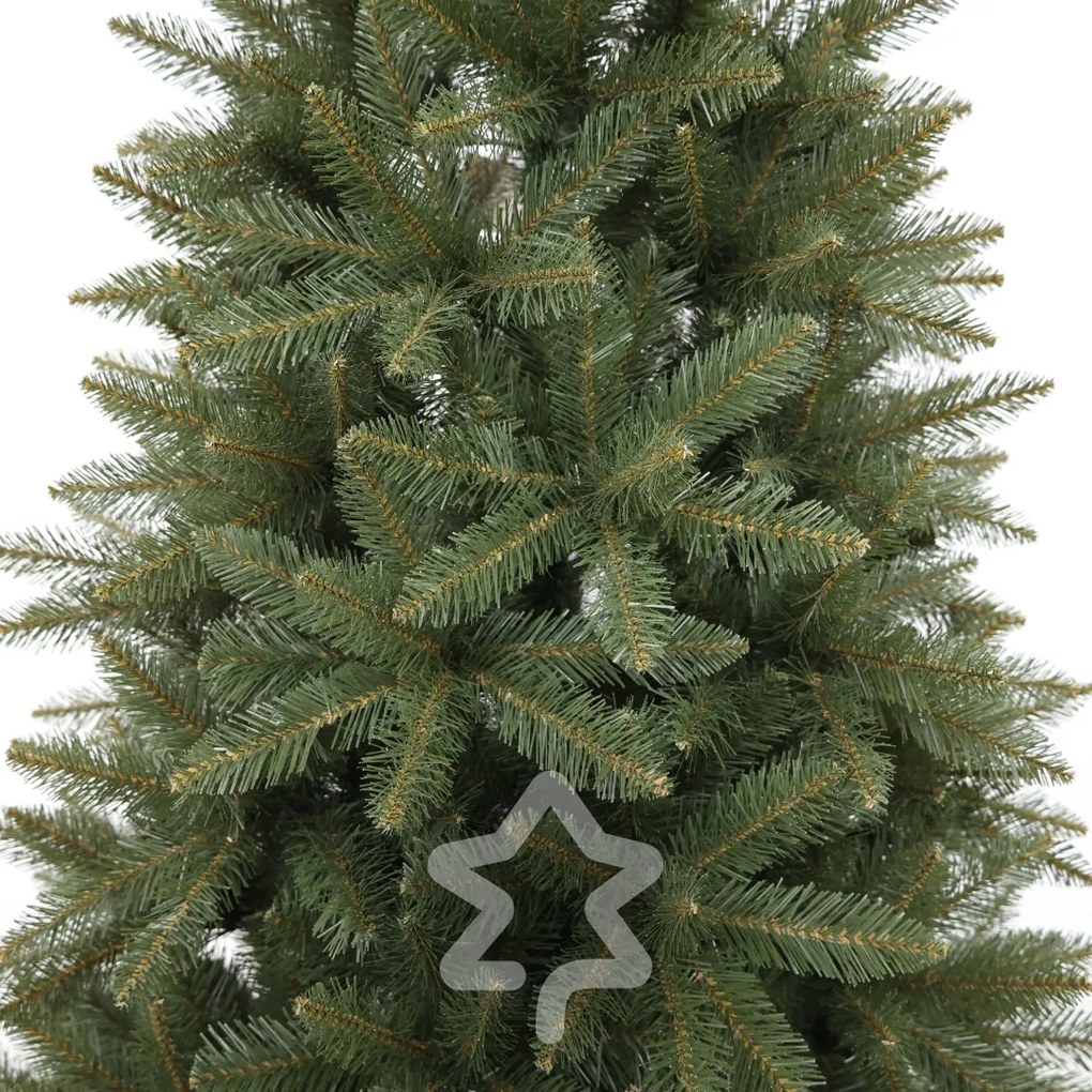 Świerk kaukaski 210 cm