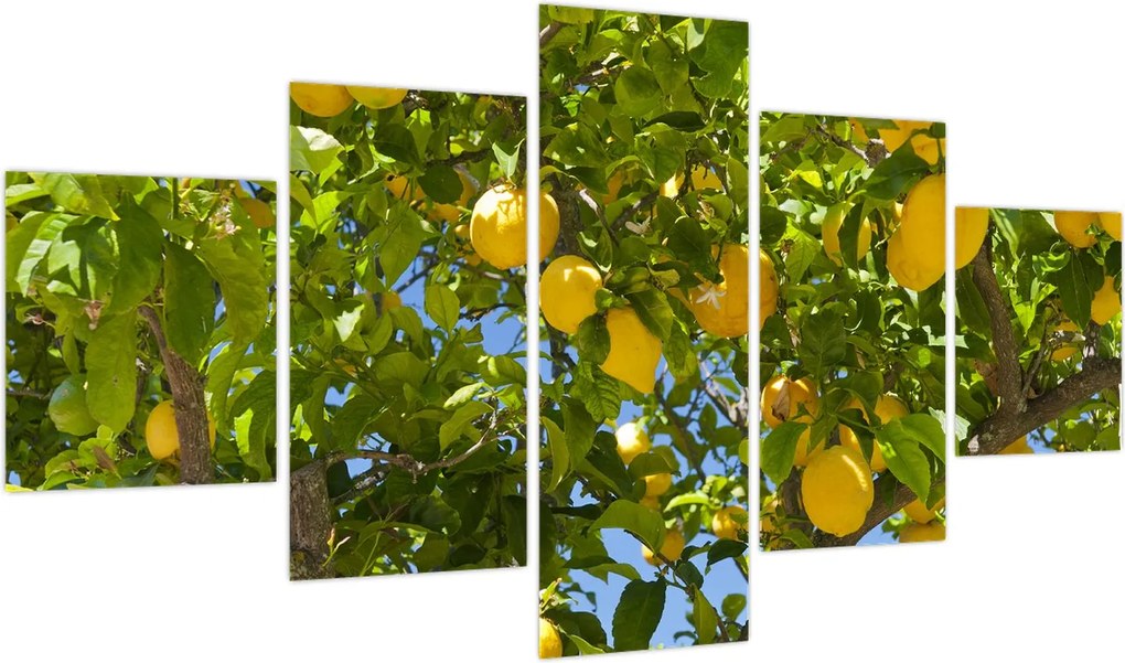Obraz - Drzewo cytrynowe (125x70 cm)