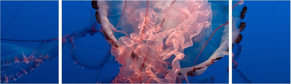 Obraz meduzy (170x50 cm)
