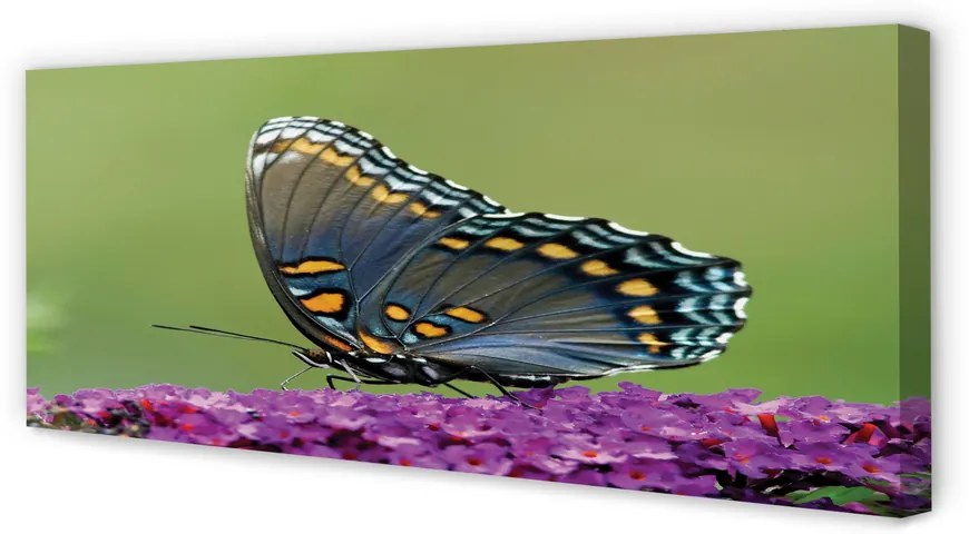 Fotoobraz na płótnie Kolorowy Motyl na Kwiatach