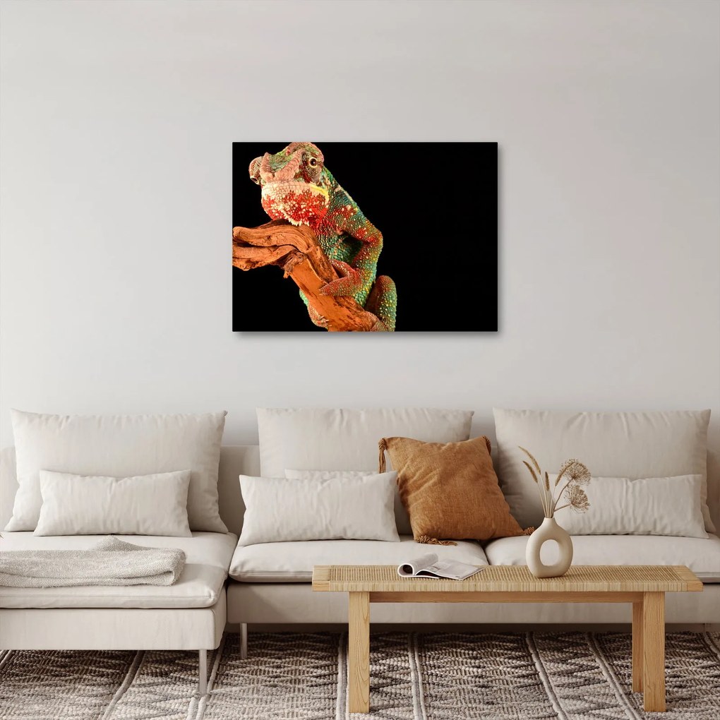 Obraz kameleona na gałęzi (70x50 cm)