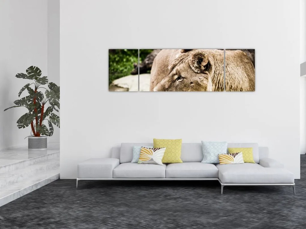 Obraz lwicy (170x50 cm)