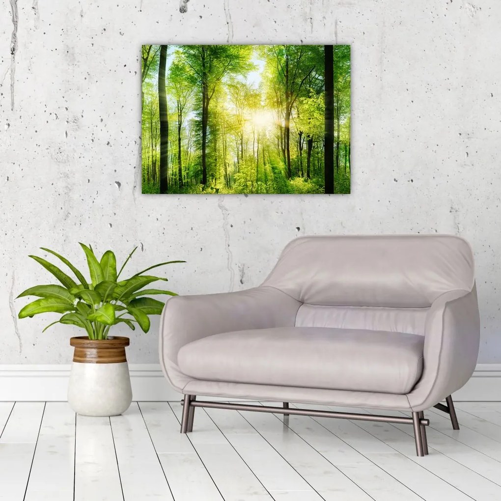 Obraz na szkle - Świt w lesie (70x50 cm)