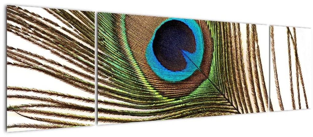 Obraz pawich piór (170x50 cm)