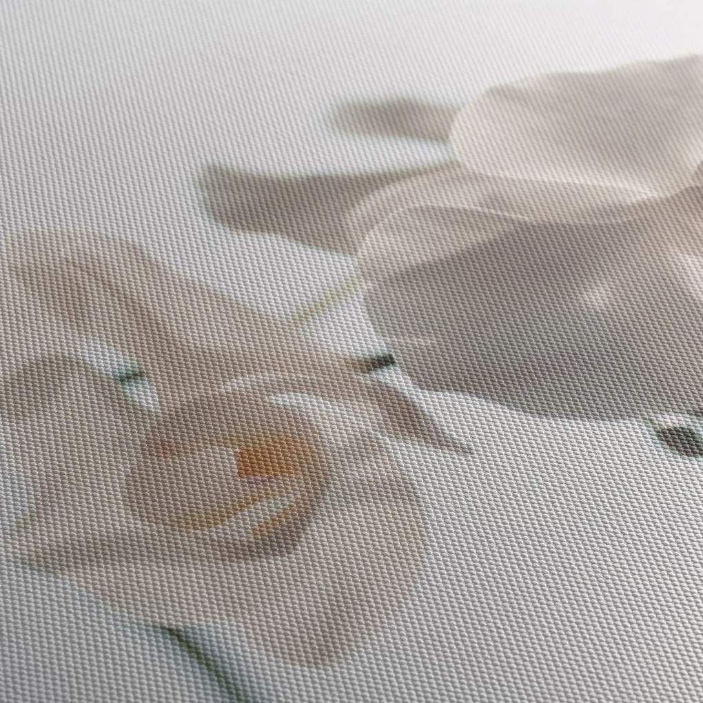 Obraz białej orchidei (70x50 cm)
