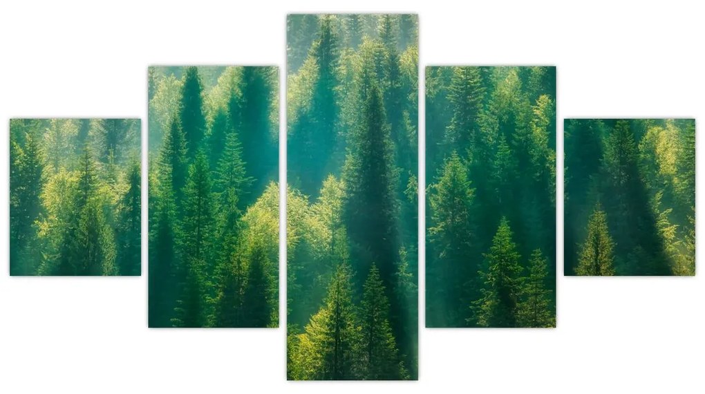 Obraz - Las sosnowy (125x70 cm)