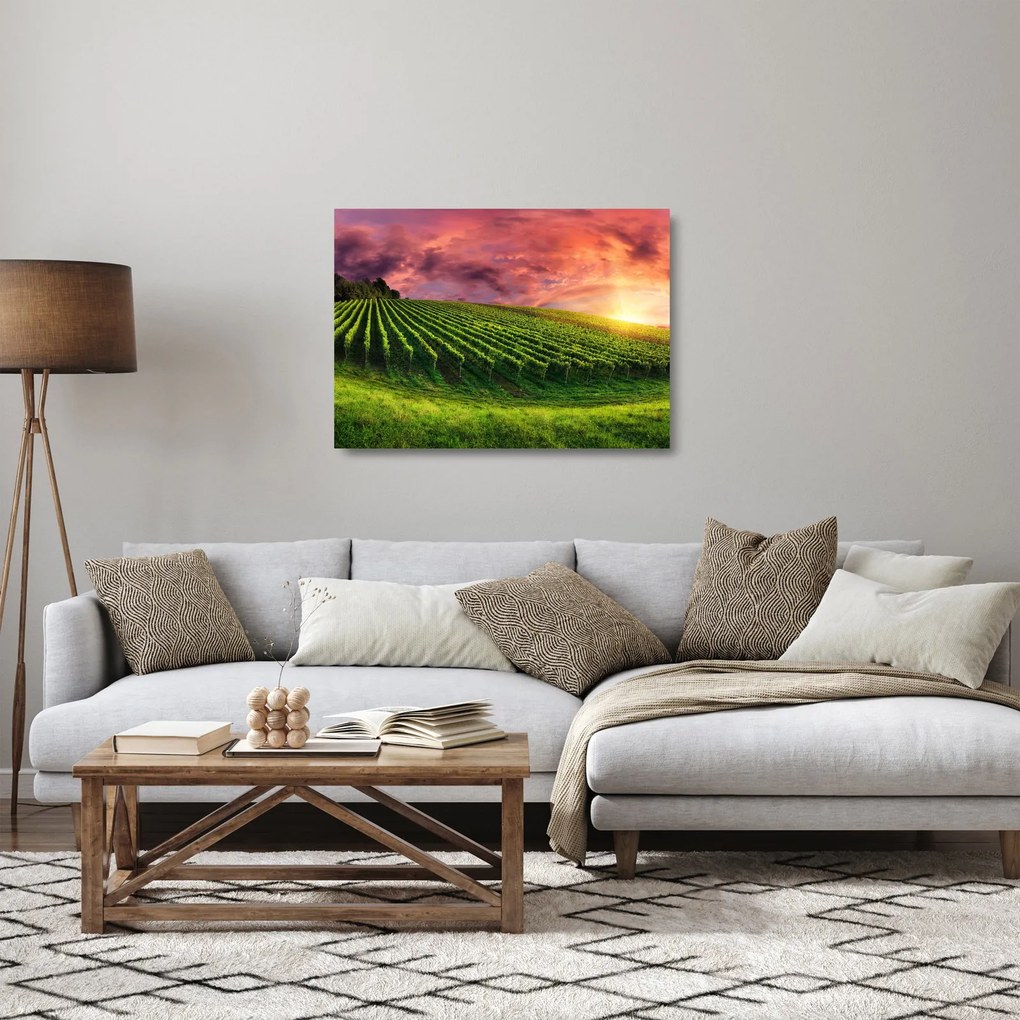 Obraz na szkle - winnica z kolorowym niebem (70x50 cm)