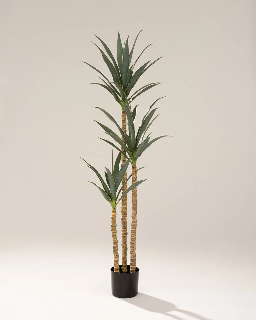 Juka w doniczce 160 cm