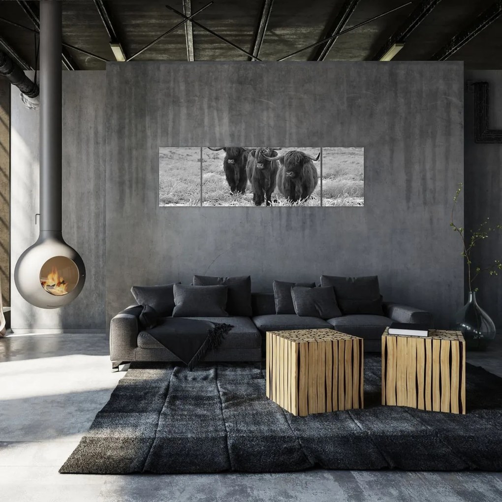 Obraz - Szkockie krowy (170x50 cm)