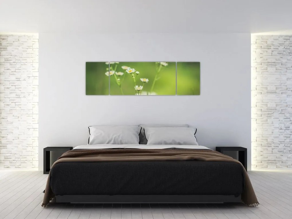Obraz stokrotek (170x50 cm)