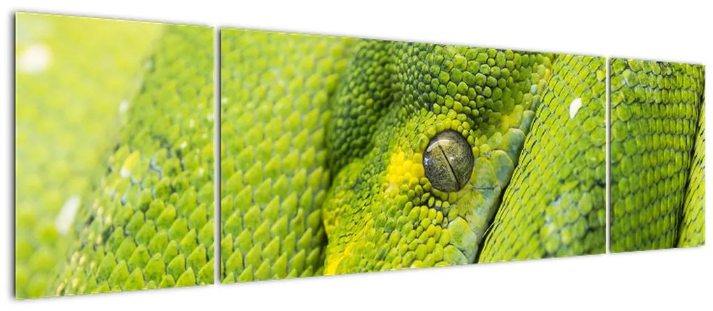 Obraz węża (170x50 cm)