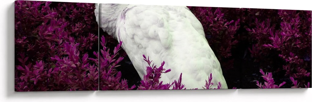 Obraz - Biały paw (170x50 cm)