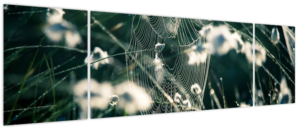 Obraz - Pajęczyna (170x50 cm)
