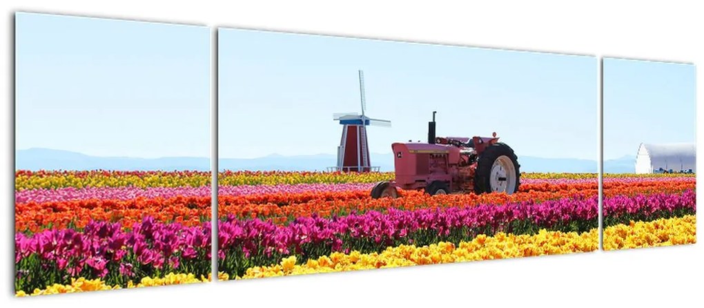 Obraz farmy tulipanów (170x50 cm)