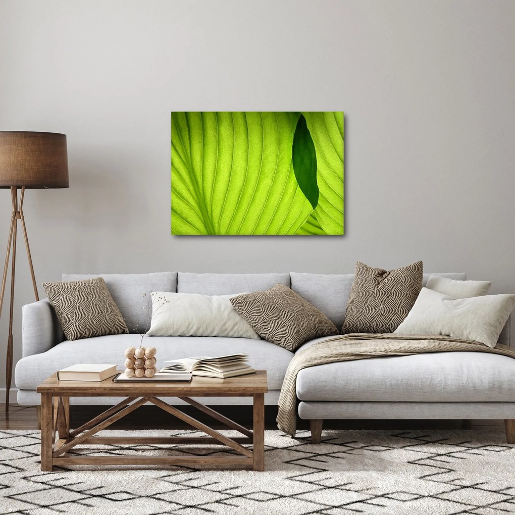 Obraz - Szczegół zielonego liścia (70x50 cm)