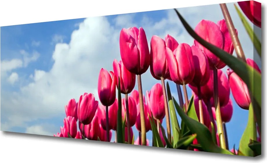 Zdjęcie na płótnie Elegancki Czerwony Tulipan