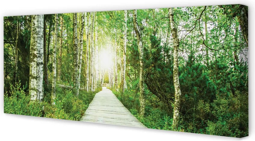 Zdjęcie na płótnie Leśna Droga wśród Brzóz