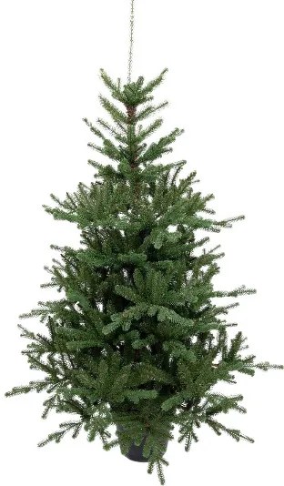 Choinka sztuczna w doniczce PE Świerk Tyrolski 150cm