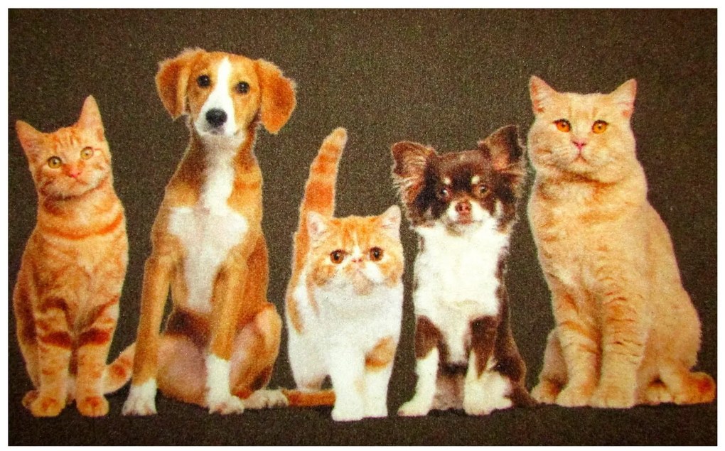 Wycieraczka Deco Star Kumple 50 cm x 80 cm