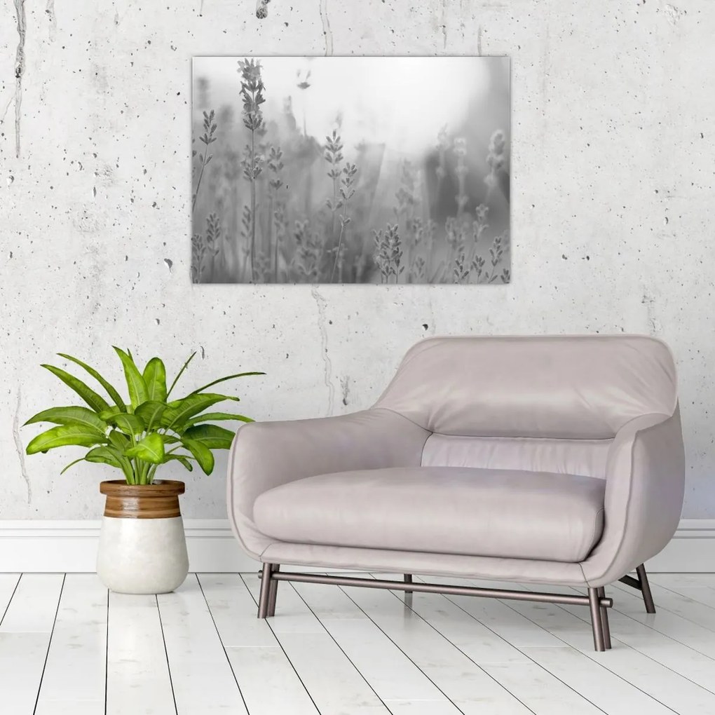 Obraz na szkle - Lawenda (70x50 cm)