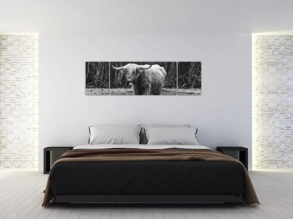 Obraz - Szkocka krowa 3, czarno - biały (170x50 cm)