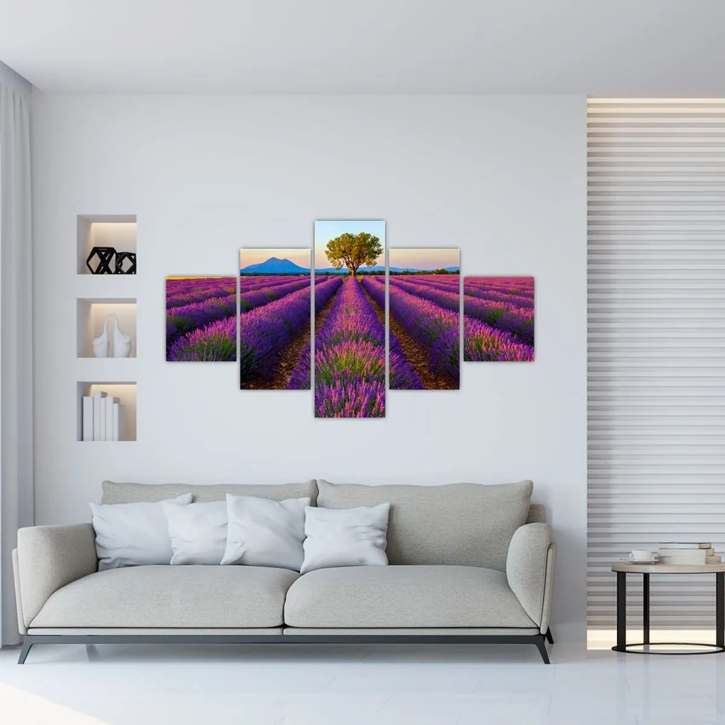 Obraz - Pole lawendy (125x70 cm)