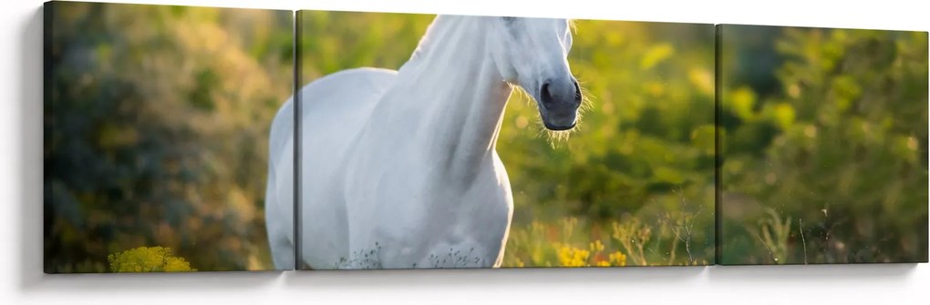 Obraz białego konia na łące (170x50 cm)