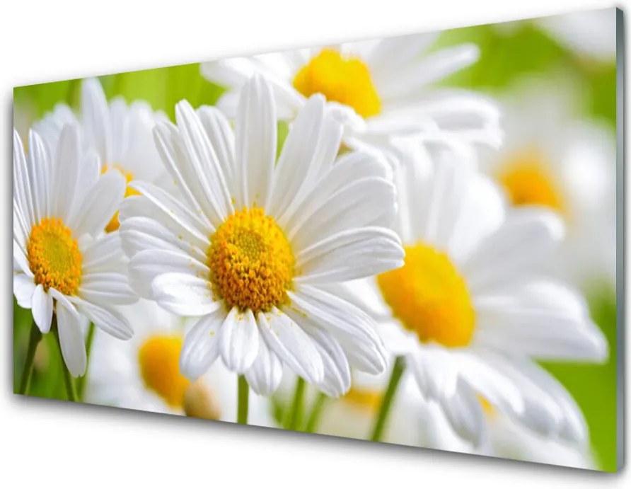 Panel nad blat kuchenny Białe Stokrotki w Polu