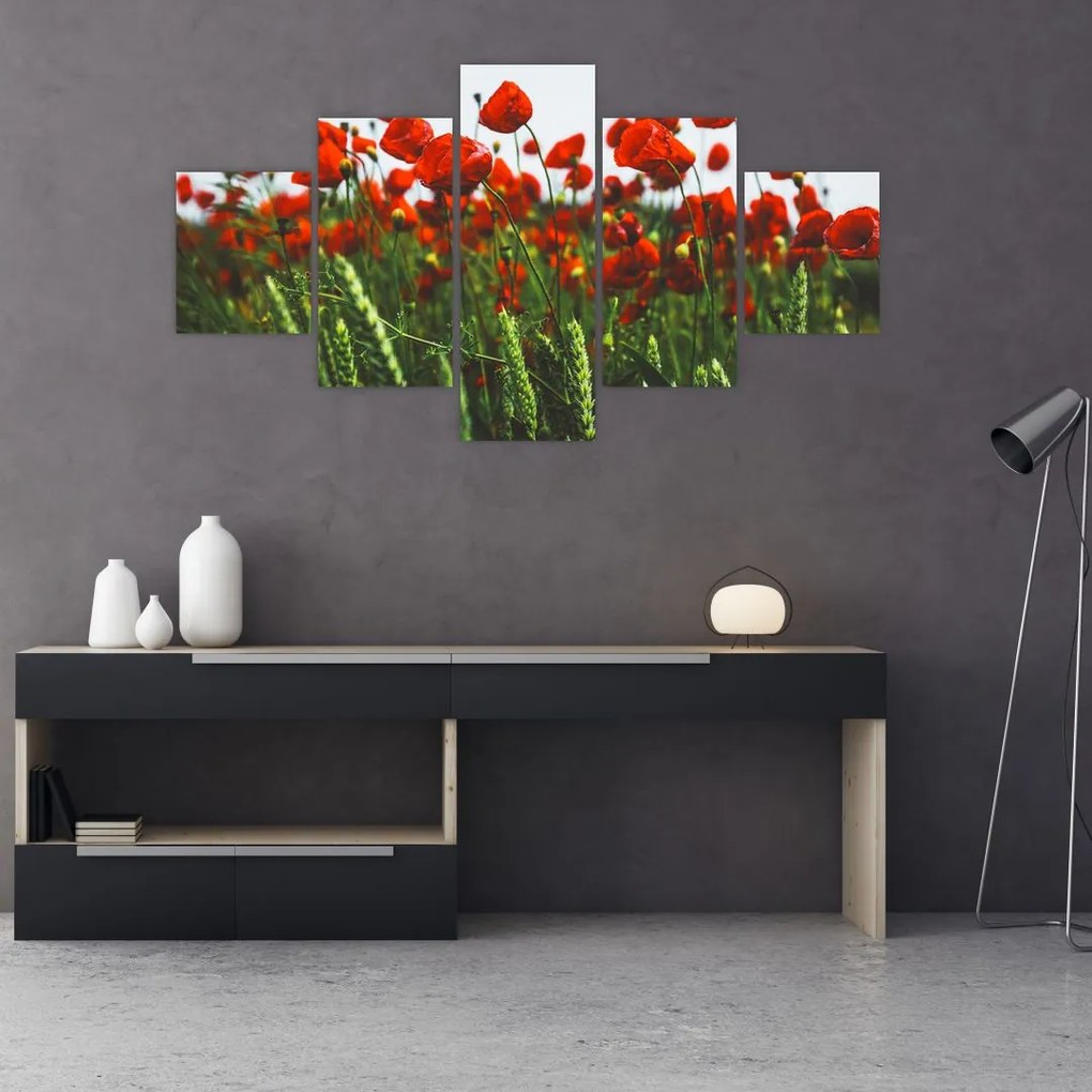 Obraz maków na wietrze (125x70 cm)