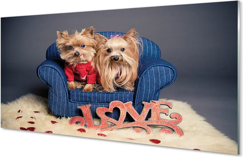 Szklany Panel Urocze Pieski Rasy York