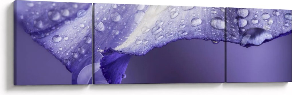 Obraz - Płatek z kroplami (170x50 cm)