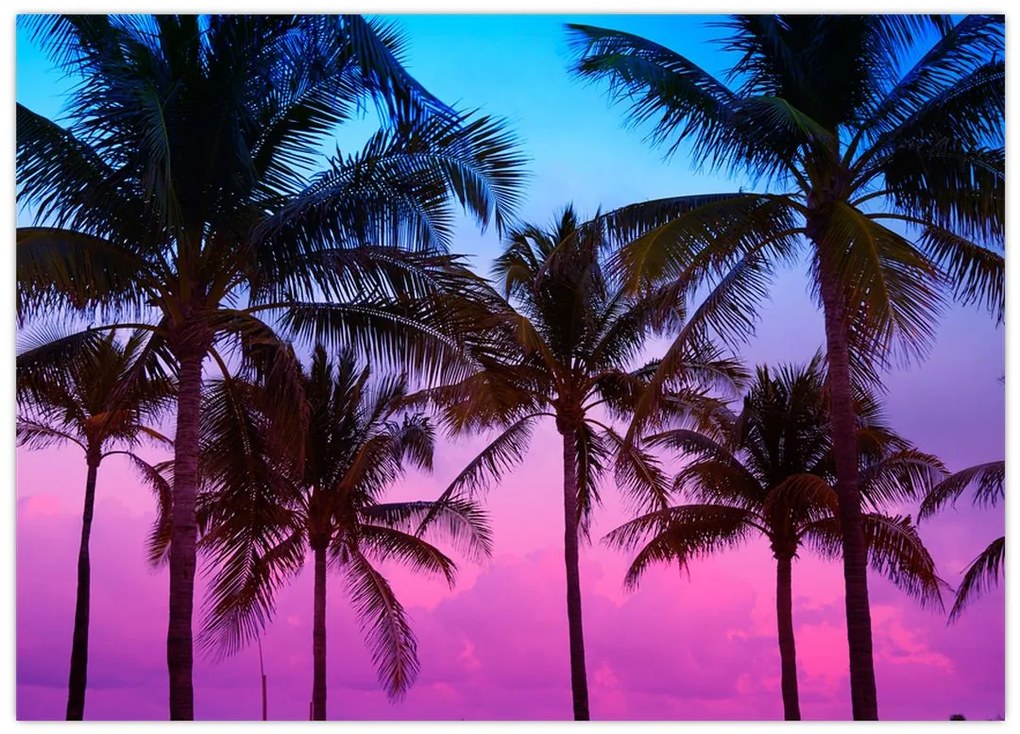 Obraz - Palmy w Miami (70x50 cm)