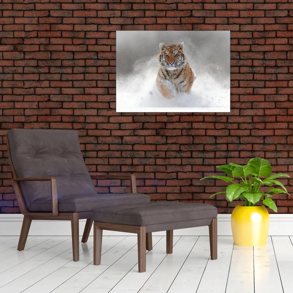 Obraz tygrysa biegnącego po śniegu (70x50 cm)
