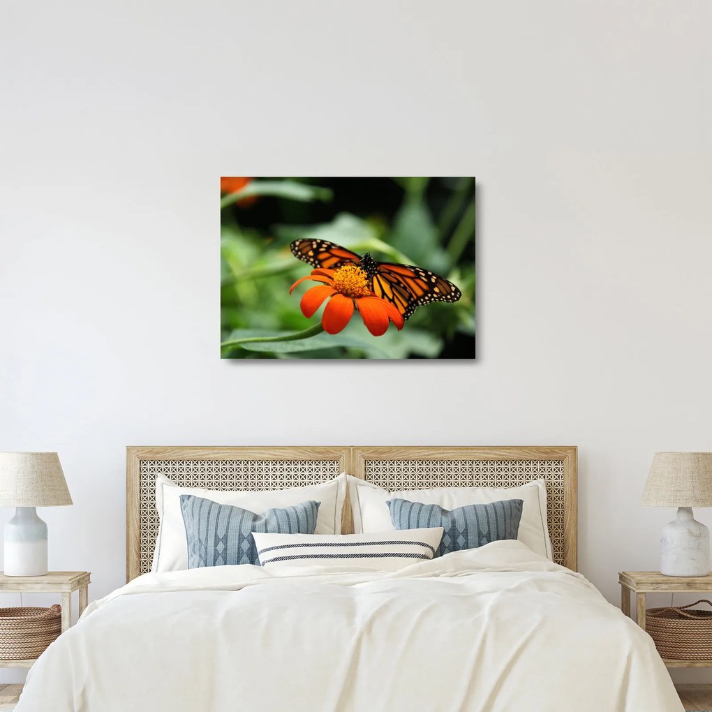 Obraz na szkle motyla na kwiatku (70x50 cm)