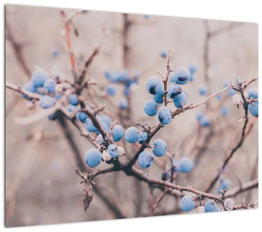 Obraz jagód na krzaku (70x50 cm)