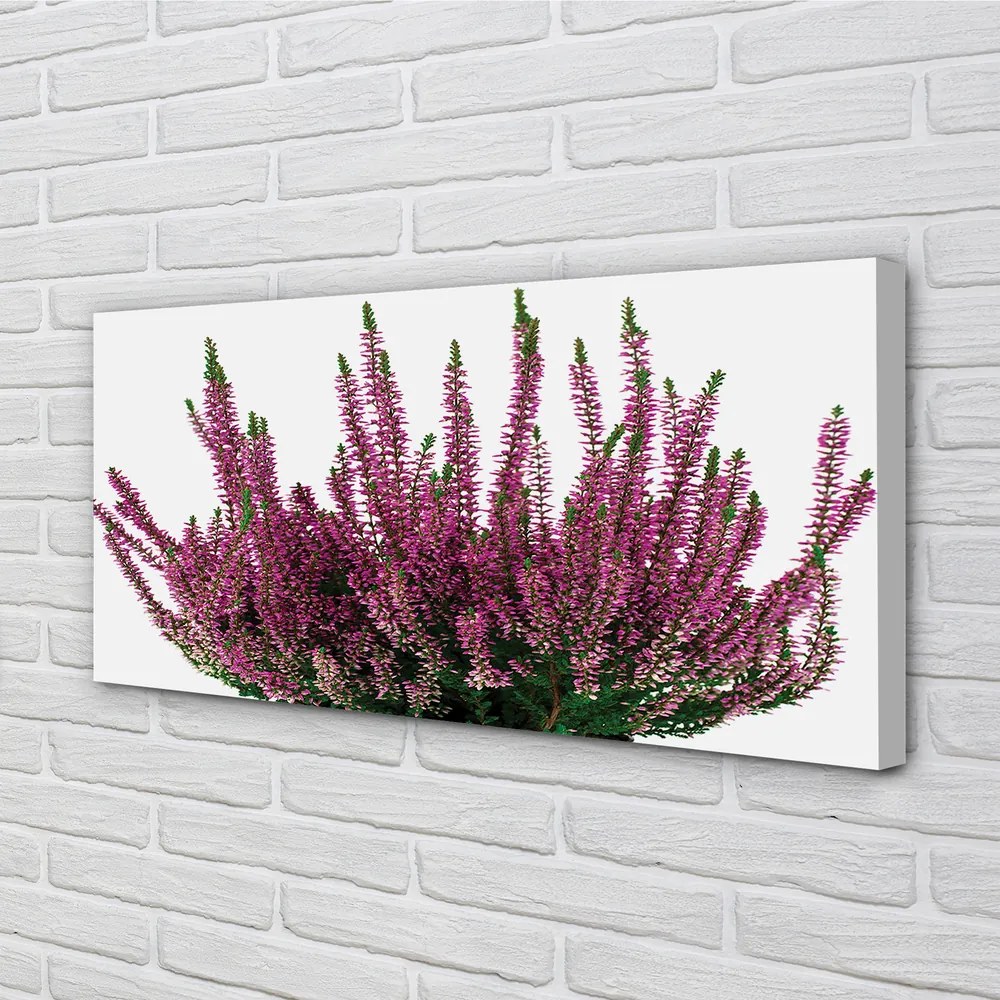 Duży obraz na płótnie Wrzosy