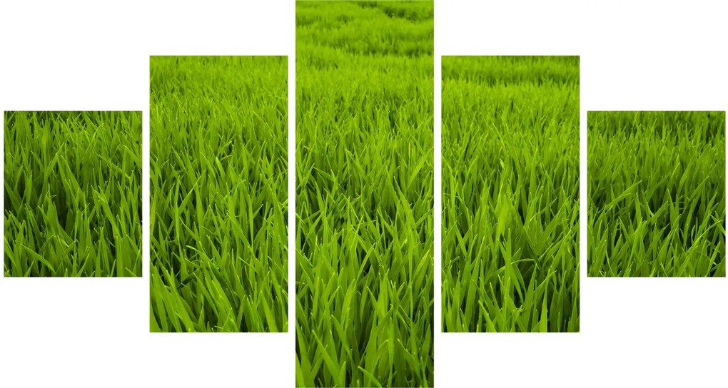 Obraz trawy (125x70 cm)