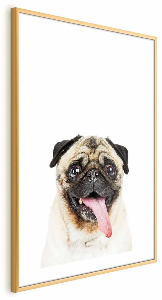 Plakat Mops 60x90 cm z ramą złotą z marginesem ARTGEIST B